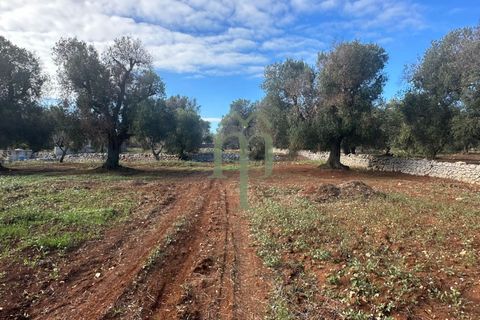 Terra a Carovigno, Brindisi, Carovigno - € 30.000 | Ref: Terreno Prete - foto 8